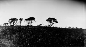 A black and white photo of trees on the side of a hill.