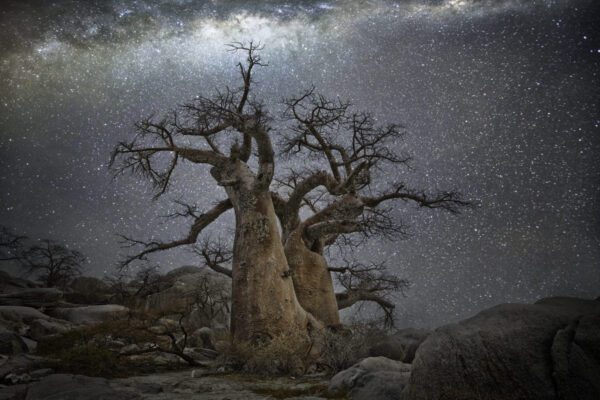 A large tree with no leaves on it