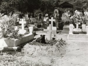 A dog laying in the dirt next to some graves