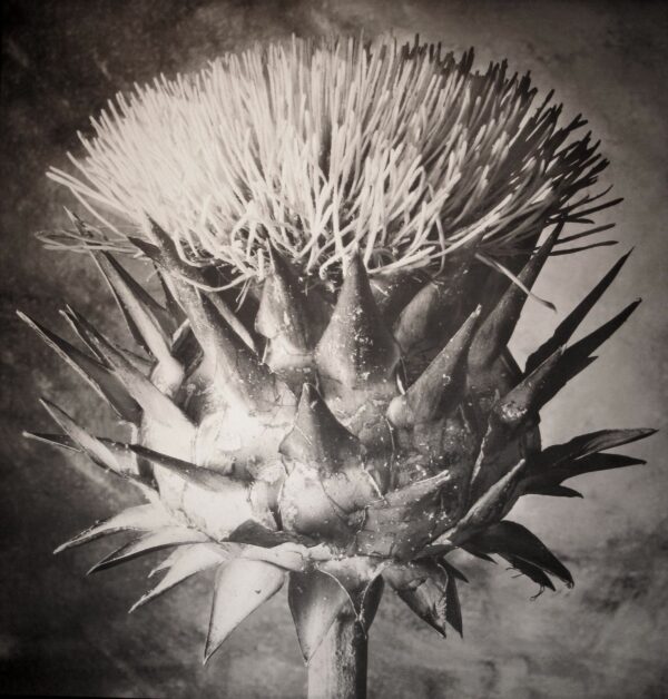 A black and white photo of an artichoke.