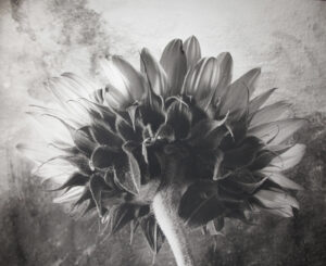 A black and white photo of a flower