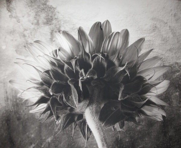 A black and white photo of a flower
