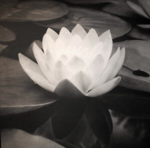 A white flower sitting on top of water.
