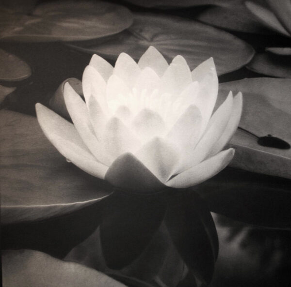 A white flower sitting on top of water.