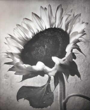 A black and white photo of a sunflower.