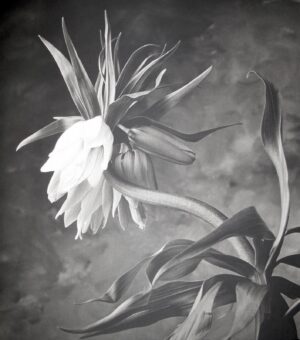 A black and white photo of a flower.