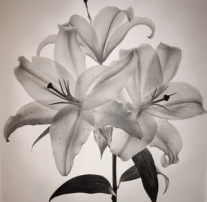 A black and white photo of flowers in bloom.