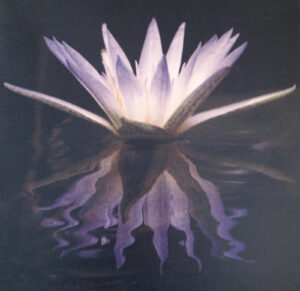 A purple flower with water in the middle of it.