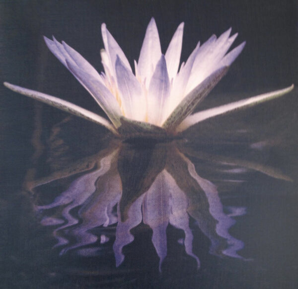A purple flower with water in the middle of it.