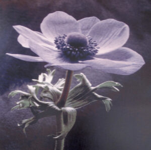 A close up of the flower with purple petals.