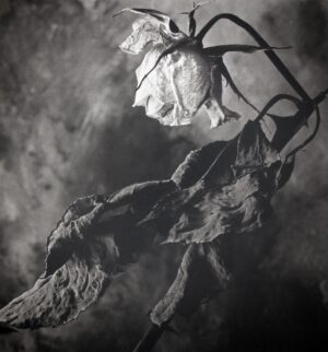 A black and white photo of a dead flower.