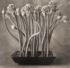 A black and white photo of flowers in a bowl.