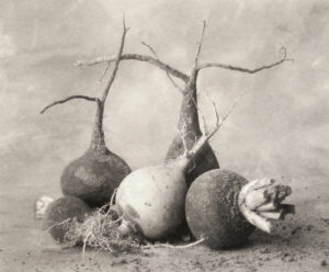 A group of turnips sitting on top of the ground.