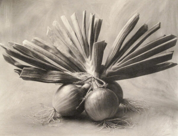 A black and white photo of two onions with leaves.