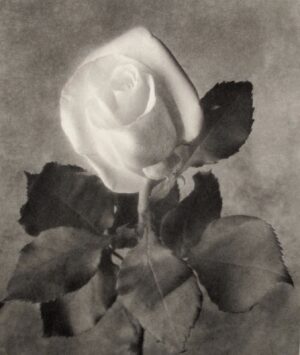 A black and white photo of a rose.