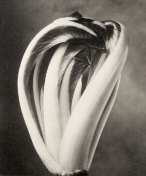 A black and white photo of a flower.