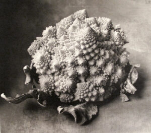 A black and white photo of a cauliflower