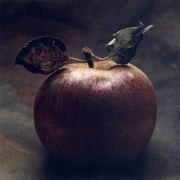 A close up of an apple with leaves on it