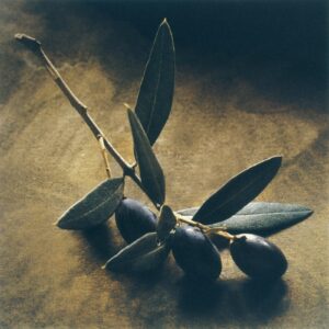 A branch of olives on the table