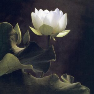 A white flower with leaves in the dark.