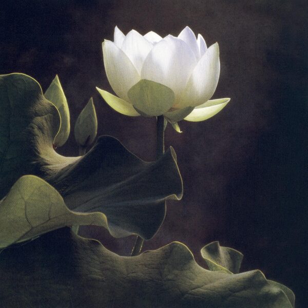 A white flower with leaves in the dark.