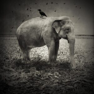 A black and white photo of an elephant with a bird on its back.