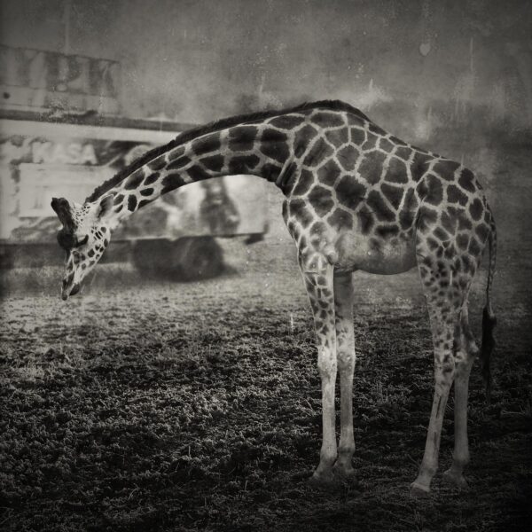 A giraffe standing in the dirt with its head down.