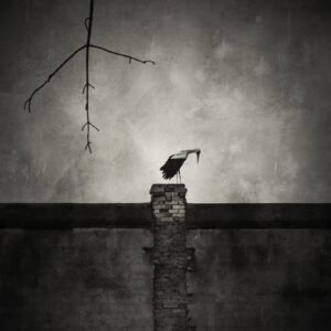 A bird perched on top of a brick wall.