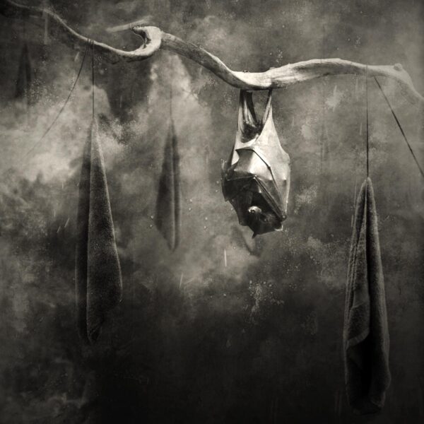 A bat hanging from the ceiling in front of smoke.