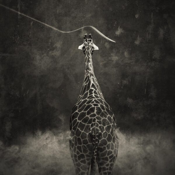 A giraffe standing in the middle of a forest.