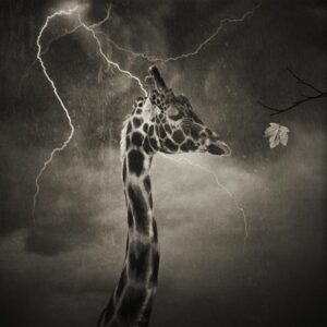 A giraffe standing in the middle of a dark sky.