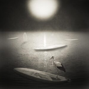A bird standing on top of a surfboard in the water.