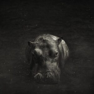 A black and white photo of an animal in the dark.