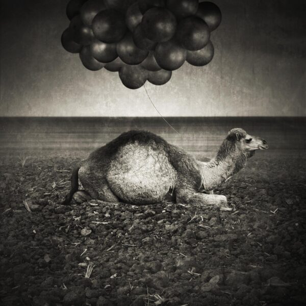 A camel sitting under an umbrella of grapes.