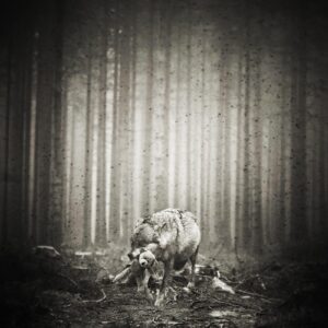 A bear is standing in the woods near some trees.