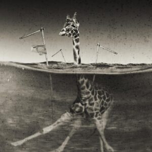 A giraffe is standing in the water with its head above the ground.