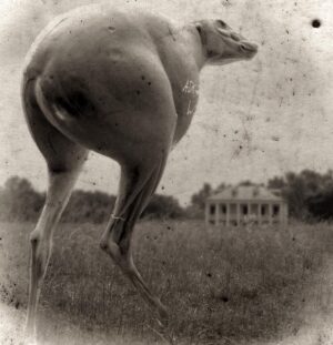 A dog is running in the grass near a house.