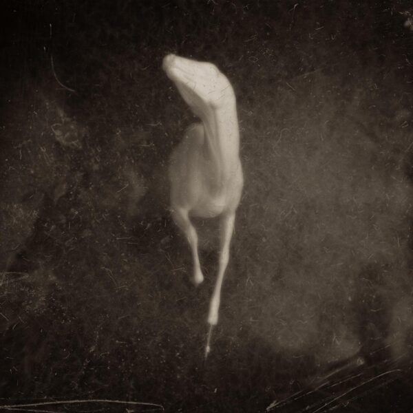 A black and white photo of a cat jumping in the air.