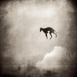 A dog flying through the air with its head in the clouds.