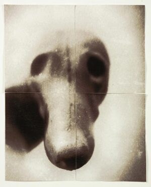 A dog 's face with eyes looking at the camera.