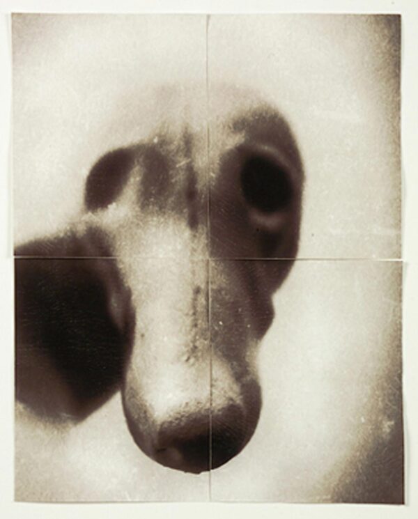 A dog 's face with eyes looking at the camera.