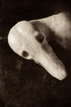 A black and white photo of an animal 's head.