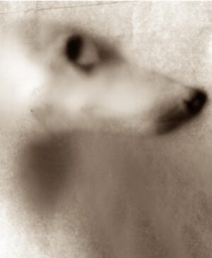 A blurry picture of a dog 's face.