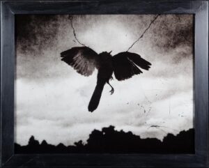 A bird flying in the sky with its wings spread.