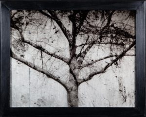 A tree with no leaves on it's branches.
