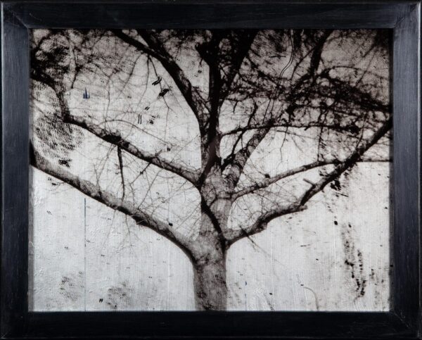 A tree with no leaves on it's branches.
