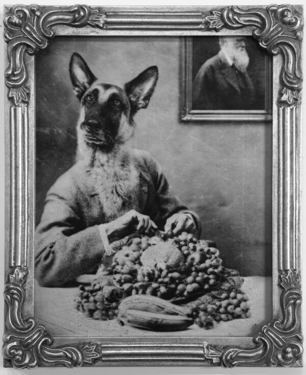A dog sitting in front of a table with grapes.