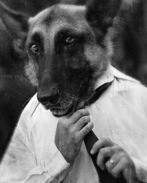 A dog wearing a tie and shirt.
