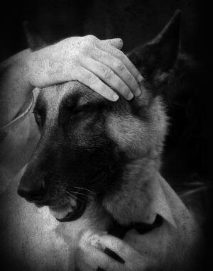 A person petting the head of a dog.
