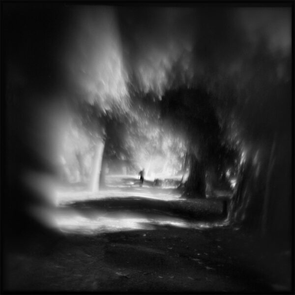 A black and white photo of trees in the dark.